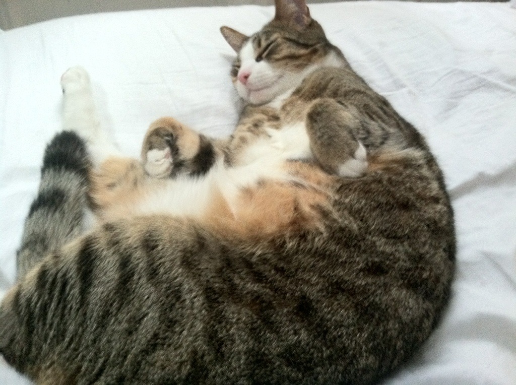 开云网页版登录入口-历史题材体育表演，文化时空中的运动魅力，历史体育轶闻趣事